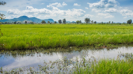 bali rice field