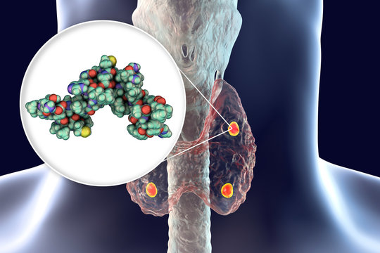 Human parathyroid hormone