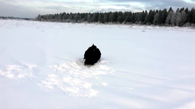 Northern dogs play in the snow. The Breed Is The Russo European Laika. 