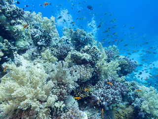 Fototapeta na wymiar Colorful coral reef at the bottom of tropical sea, underwater landscape.