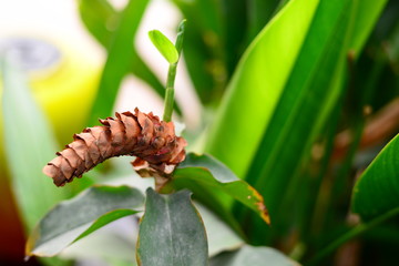 Dried Costus Woodsonii Spiral gingers flower with blurred background