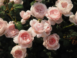 川崎市生田バラ園　5月開演期