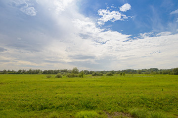 Fototapeta na wymiar green field with forest on the horizon and blue sky with clouds