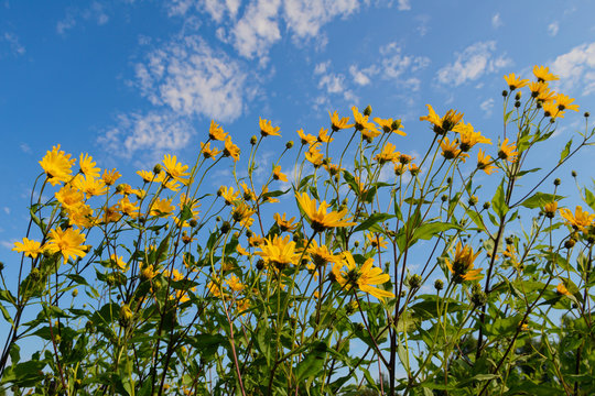 stalks and flowers of Jerusalem artichoke against the blue sky with clouds © alexnikit