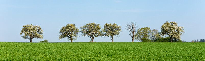 Frühling, Landschaft, Obstbäume, Obstblüte