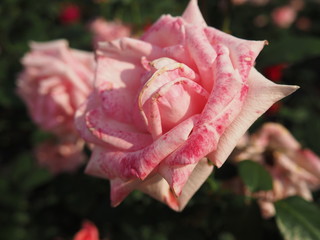 川崎市生田バラ園　5月開演期