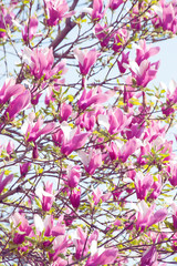 Bloomy magnolia