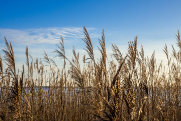 Obraz premium Phragmites australis known in Germany as Schilf at the River Elbe in Schleswig-Holstein.