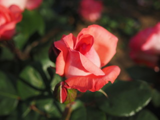 川崎市生田バラ園　5月開演期