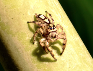 A colorful jump spider on a banana tree in Khao Sok in Thailand