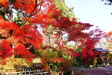  京都鍬山神社の紅葉