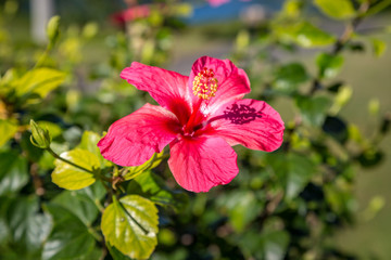A pink hibiscus flower growing on the island of Bermuda