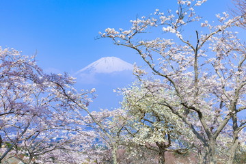 富士山と満開の桜、静岡県御殿場市平和公園にて