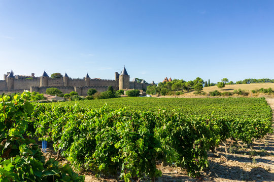 Row vine grape in champagne vineyards at Carcassonne background, France