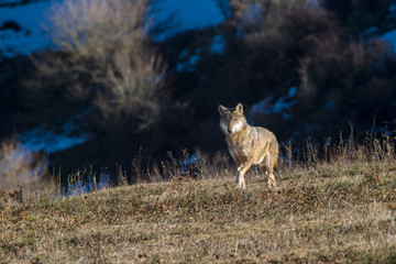 monte amiata