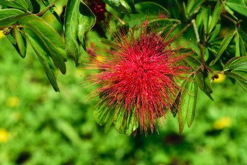 Tropical red calliandra flower fluffy blossom in front of green foliage background