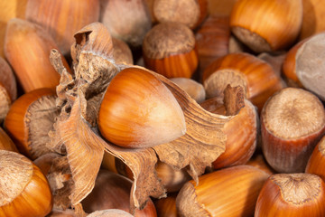hazelnut in the shell and a bun close-up. Hazelnut harvest concept as background or texture