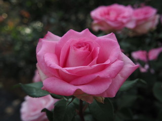 川崎市生田バラ園　5月開演期