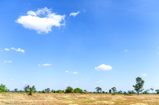 Blue sky and beautiful cloud with meadow tree. Plain landscape background for summer poster. The best view for holiday. - Image