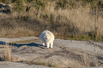 Samoyed. Portrait. Young samoyed dog outdoors in a winter sunny afternoon.