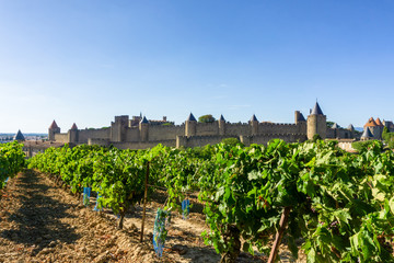 Row vine grape in champagne vineyards at Carcassonne background, France