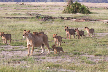 Leonessa con cuccioli nella savana Kenya