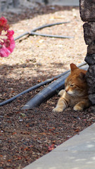 Schlafende Katze X