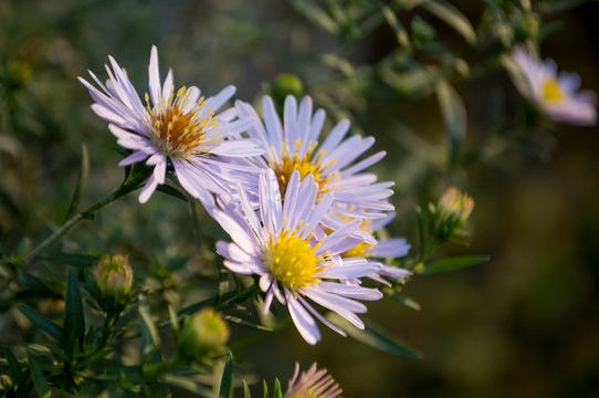 Aster flower with tender petals on the dark background