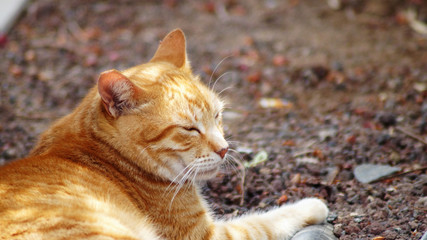 Schlafende Katze VI