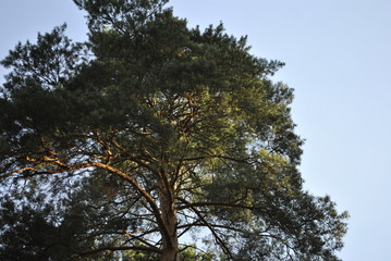 tree and blue sky