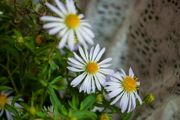 Obraz premium Aster flower with tender petals on the dark background