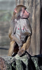 Hamadryas baboon female. Latin name - Papio hamadryas	