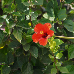 Rote Hibiskusblüte