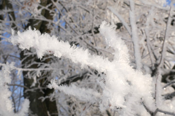 Frost on branches. Twig covered with hoarfrost,close up.Beautiful winter seasonal natural background.Winter landscape/Frozen tree branch.Winter Frost