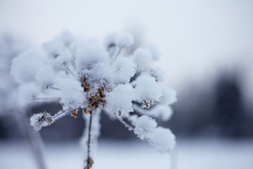 Fairy Winter Forest in Zyuratkul National Park.