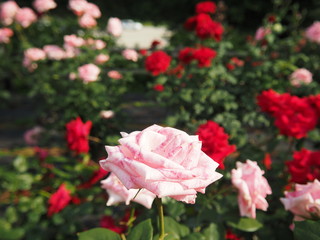 川崎市生田バラ園　5月開演期