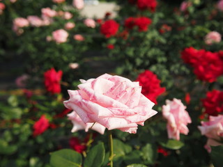 川崎市生田バラ園　5月開演期