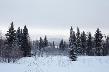 Fairy Winter Forest in Zyuratkul National Park.