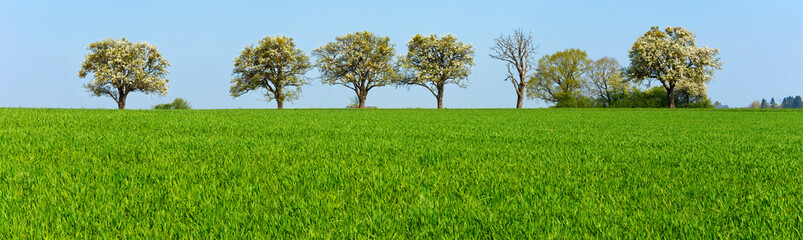 Frühling, Landschaft, Obstbäume, Reihe, Landwirtschaft
