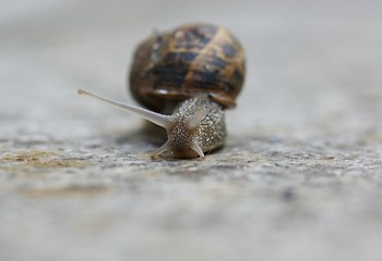 Schnecke mit Haus