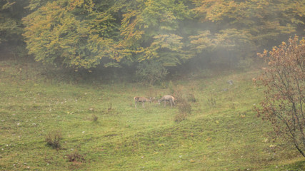 parco nazionale Abruzzo