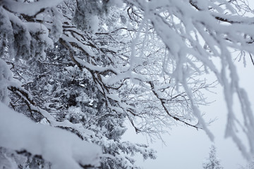 Fairy Winter Forest in Zyuratkul National Park.