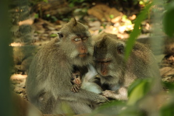 monos