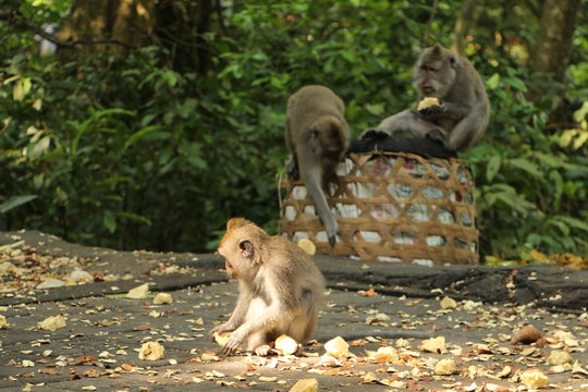 monos