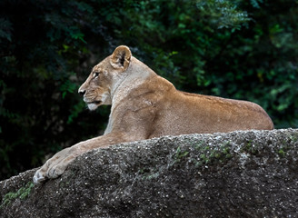Lioness on the rock. Latin name - Panthera leo