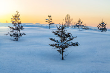 Fototapeta na wymiar Small pine trees covered with snow during sunset