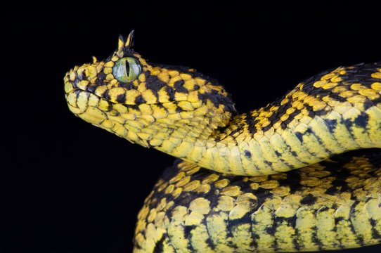 Usambara bush viper (Atheris ceratophora)
