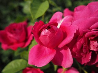 生田バラ園　5月開演期