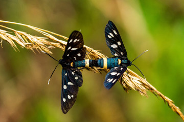 Weißfleck Widderchen