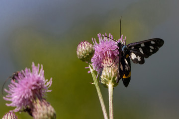 Weißfleck Widderchen